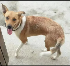Cachorro raça Vira lata de primeira  idade 2 anos nome Poran