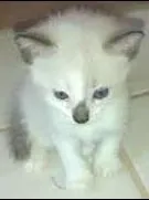 Gato raça  idade Abaixo de 2 meses nome Diversos 