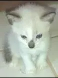 Diversos