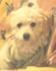Simon
