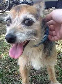 Cachorro raça SRD idade 1 ano nome Encontrada