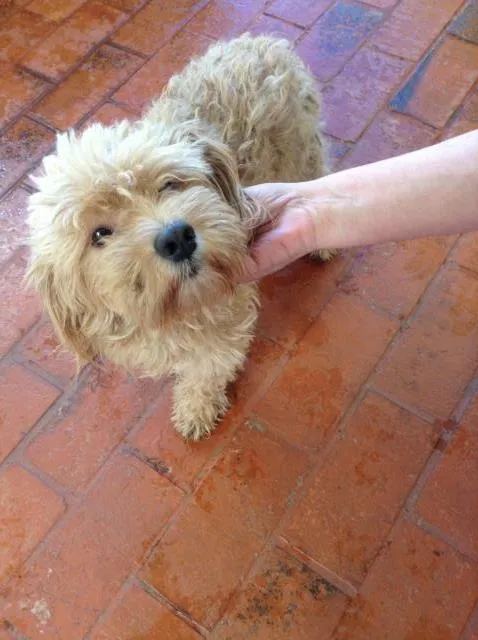 Cachorro ra a Podlle idade 2 anos nome ENCONTRADO