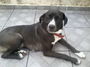Cachorro raça Vira-lata idade 1 ano nome Pedrita