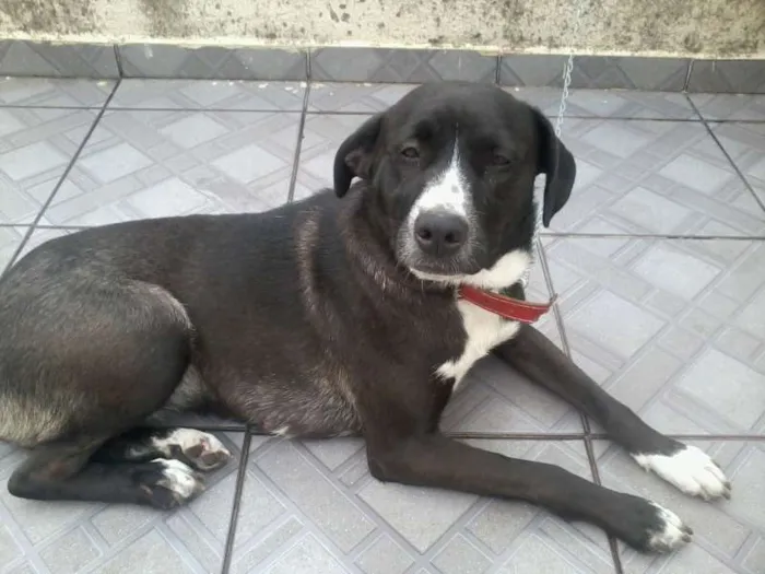 Cachorro ra a Vira-lata idade 1 ano nome Pedrita