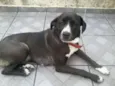 Pedrita
