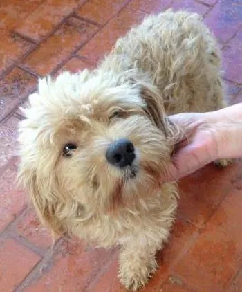 Cachorro ra a Podlle idade 2 anos nome ENCONTRADO