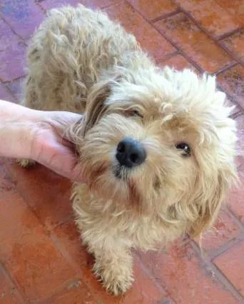 Cachorro ra a Podlle idade 2 anos nome ENCONTRADO