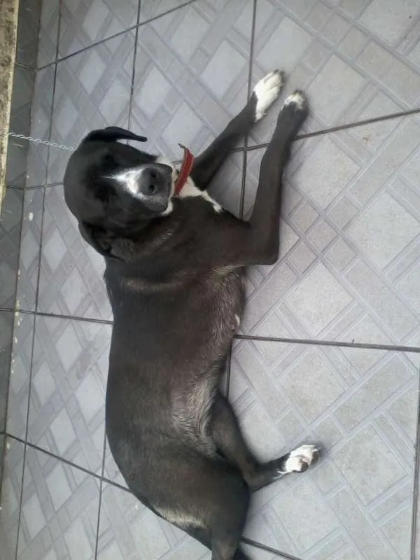Cachorro ra a Vira-lata idade 1 ano nome Pedrita