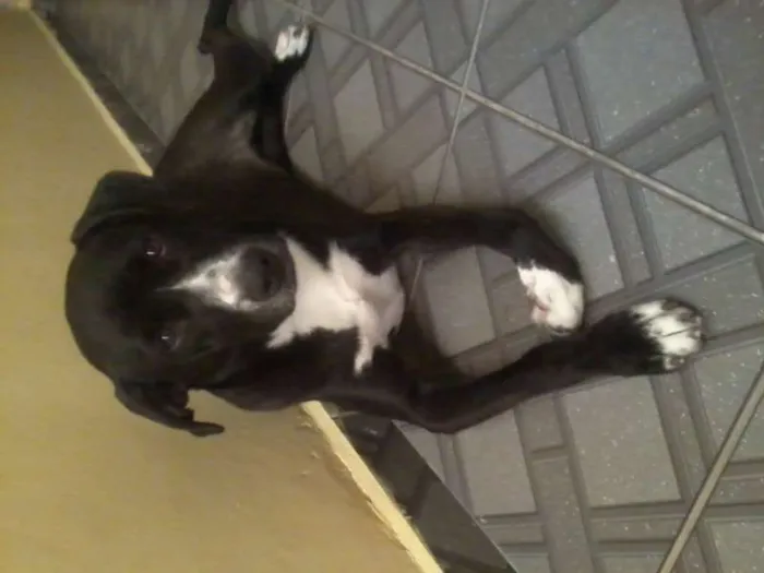 Cachorro ra a Vira-lata idade 1 ano nome Pedrita