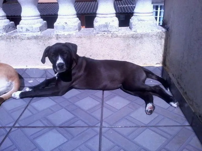 Cachorro ra a Vira-lata idade 1 ano nome Pedrita
