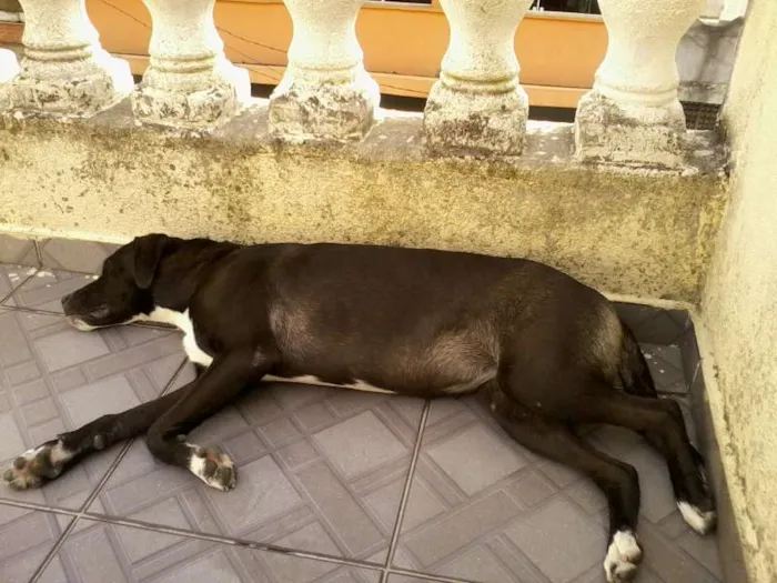 Cachorro ra a Vira-lata idade 1 ano nome Pedrita