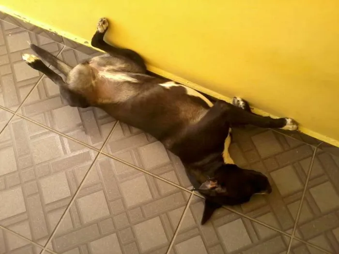 Cachorro ra a Vira-lata idade 1 ano nome Pedrita