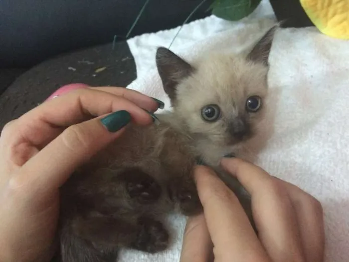 Gato ra a vira lata idade Abaixo de 2 meses nome sem nome