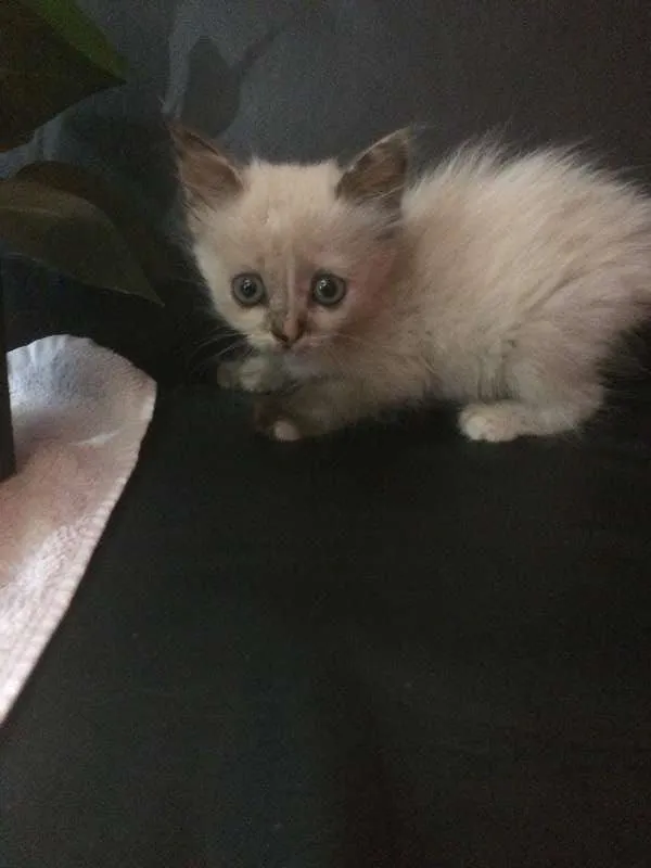 Gato ra a vira lata idade Abaixo de 2 meses nome sem nome