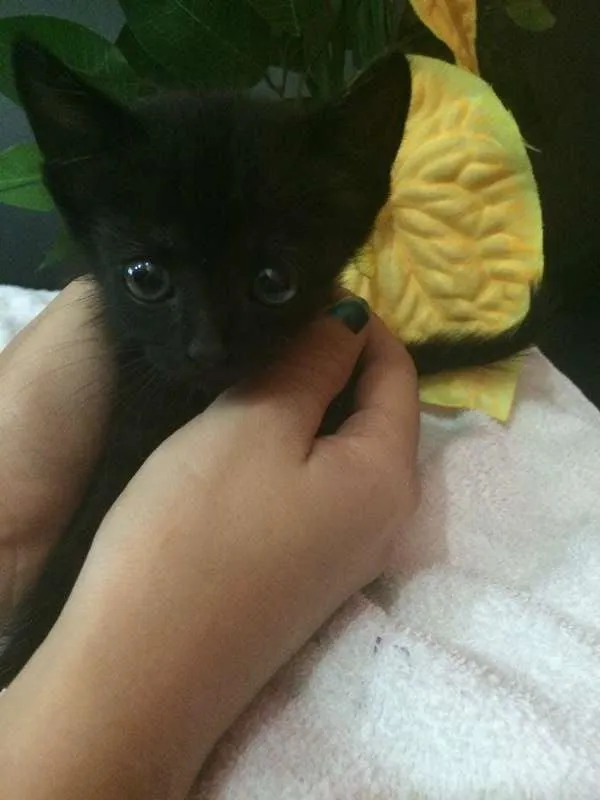 Gato ra a vira lata idade Abaixo de 2 meses nome sem nome