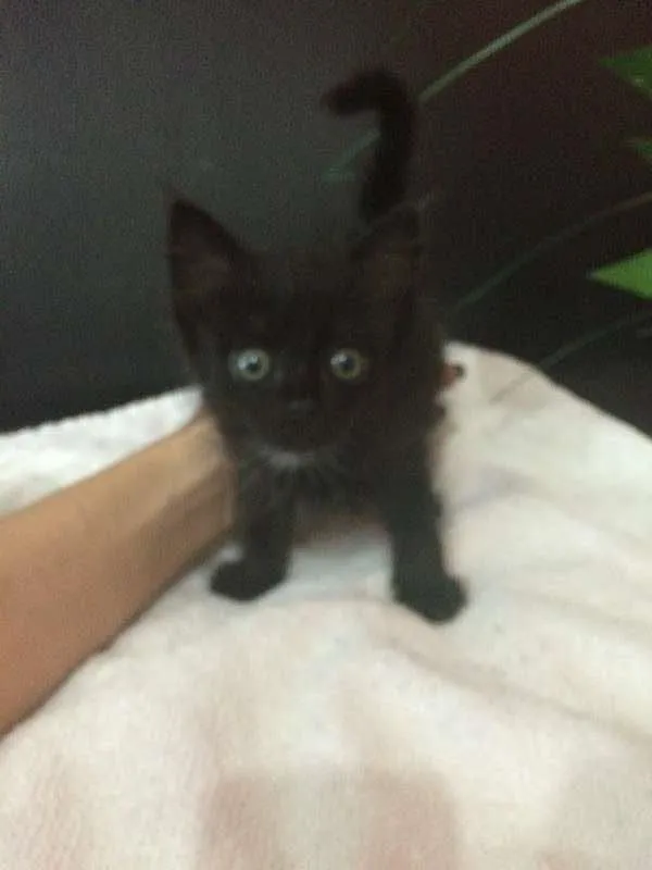 Gato ra a vira lata idade Abaixo de 2 meses nome sem nome