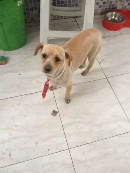 Cachorro ra a SRD idade 2 anos nome Matheus