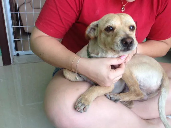 Cachorro ra a SRD idade 2 anos nome Matheus