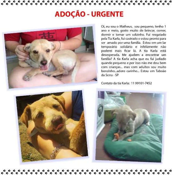 Cachorro ra a SRD idade 2 anos nome Matheus