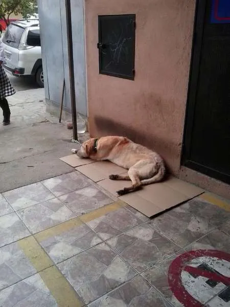 Cachorro ra a SRD idade 3 anos nome Tropeço