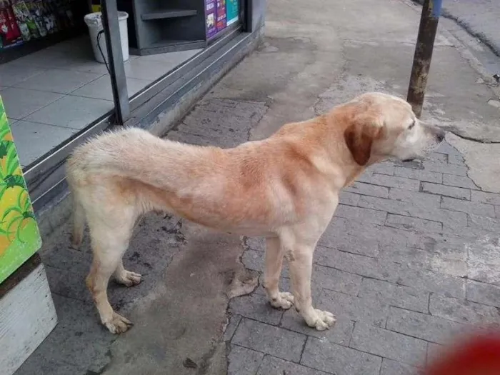 Cachorro ra a SRD idade 3 anos nome Tropeço