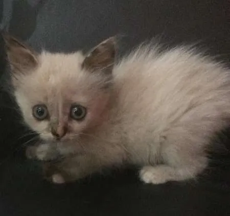 Gato ra a vira lata idade Abaixo de 2 meses nome sem nome
