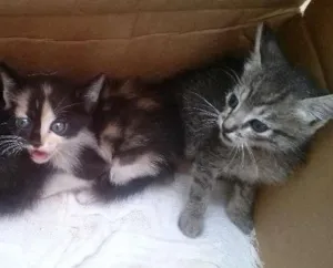 Gato raça SRD idade Abaixo de 2 meses nome filhotes