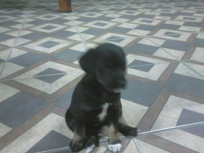Cachorro ra a srd idade 2 a 6 meses nome Sem nome