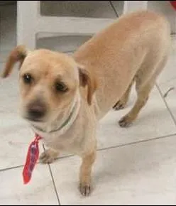 Cachorro raça SRD idade 2 anos nome Matheus