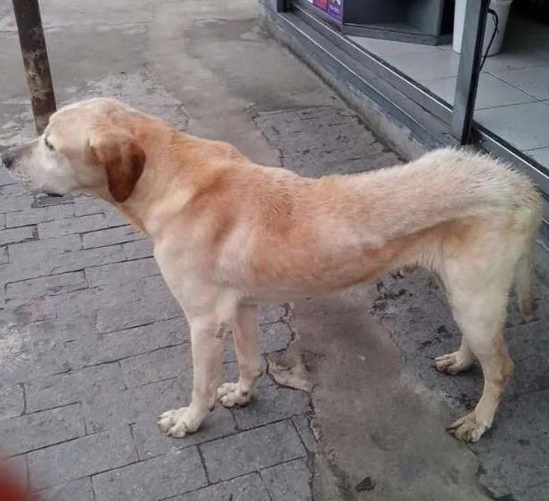 Cachorro ra a SRD idade 3 anos nome Tropeço