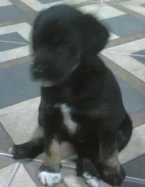 Cachorro raça srd idade 2 a 6 meses nome Sem nome