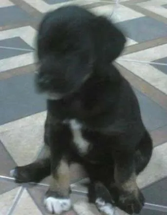Cachorro ra a srd idade 2 a 6 meses nome Sem nome