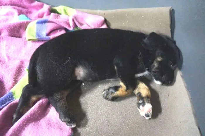 Cachorro ra a srd idade 2 a 6 meses nome Sem nome