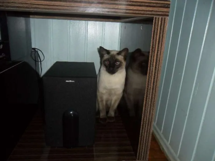 Gato ra a Siamês idade 1 ano nome Paçoca