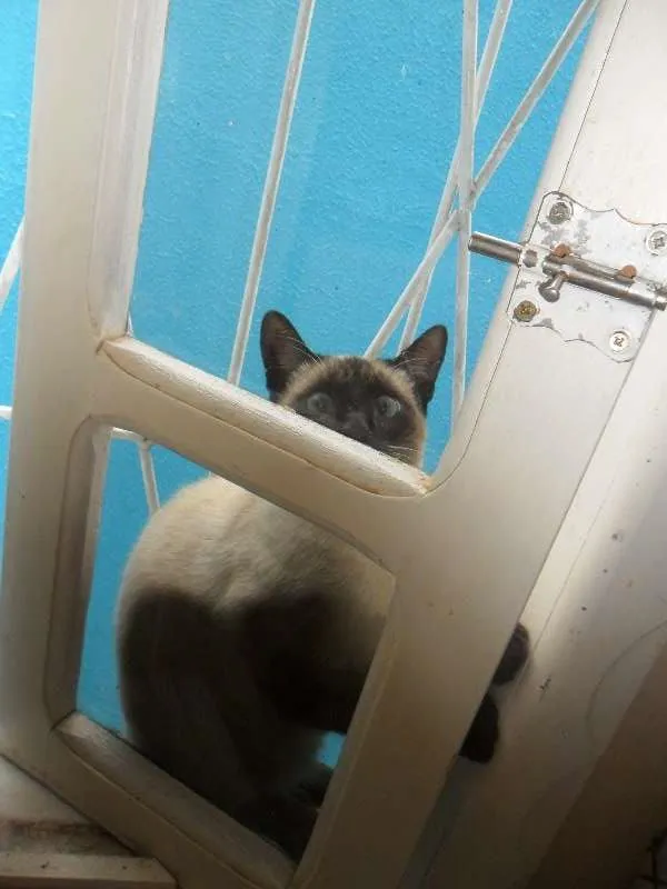 Gato ra a Siamês idade 1 ano nome Paçoca
