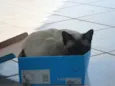 Paçoca