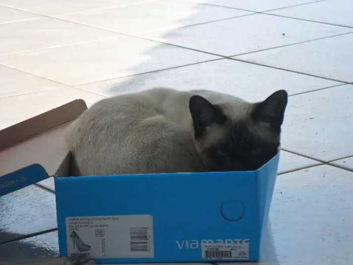 Gato ra a Siamês idade 1 ano nome Paçoca