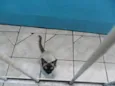 Paçoca