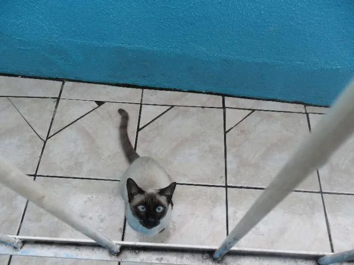 Gato ra a Siamês idade 1 ano nome Paçoca