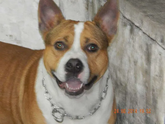 Cachorro ra a viralata idade 1 ano nome richard