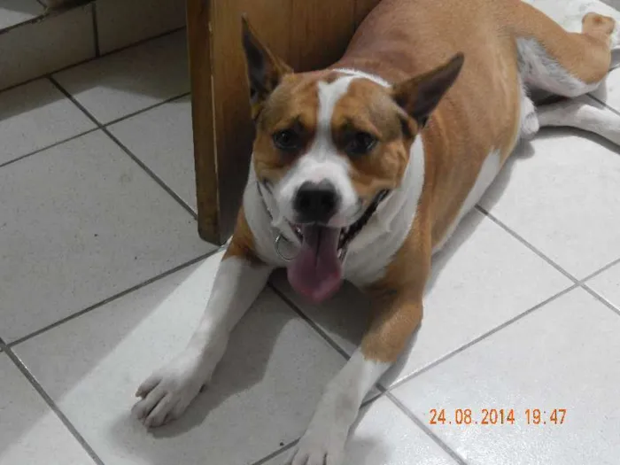 Cachorro ra a viralata idade 1 ano nome richard