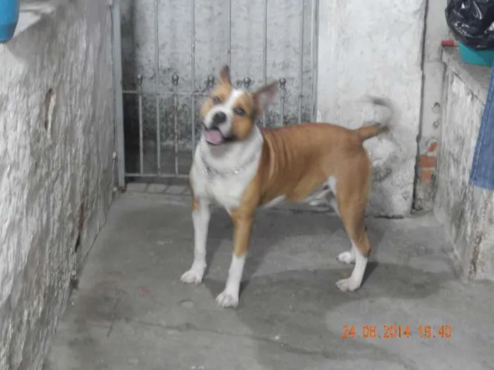 Cachorro ra a viralata idade 1 ano nome richard