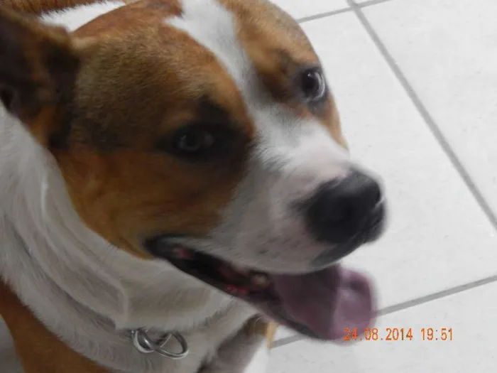 Cachorro ra a viralata idade 1 ano nome richard