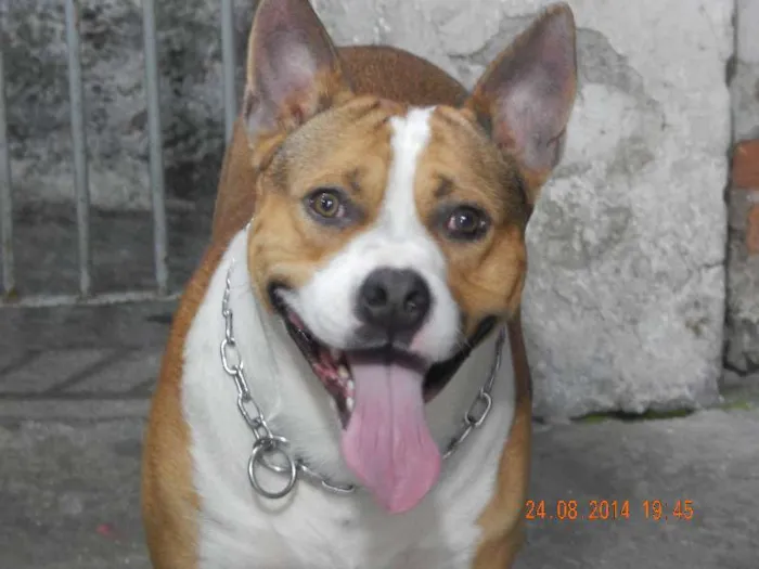 Cachorro ra a viralata idade 1 ano nome richard