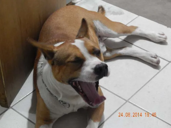 Cachorro ra a viralata idade 1 ano nome richard