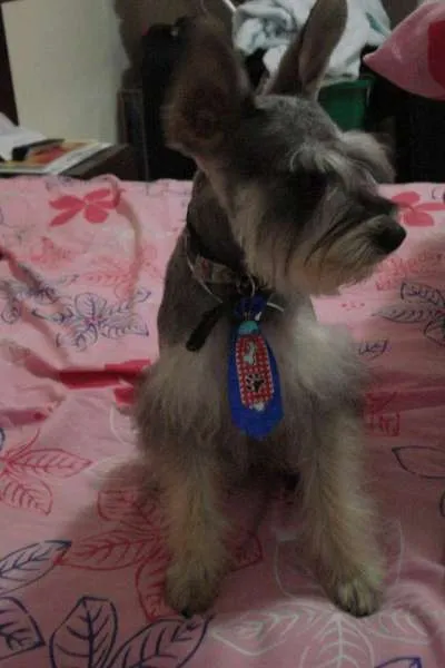 Cachorro ra a Schnauzer idade 5 anos nome Pingo