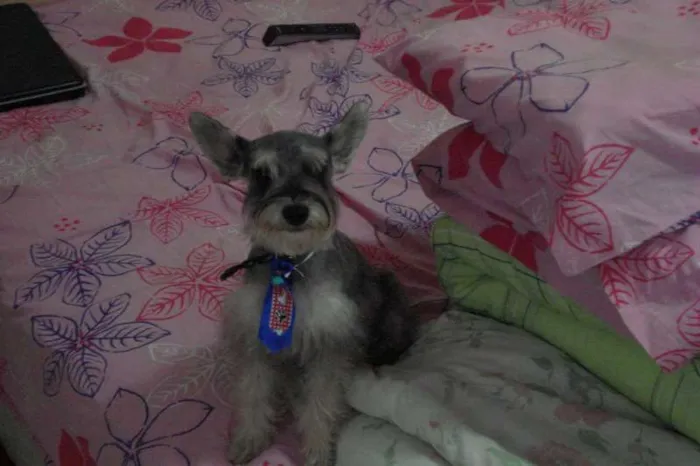 Cachorro ra a Schnauzer idade 5 anos nome Pingo