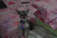 Pingo