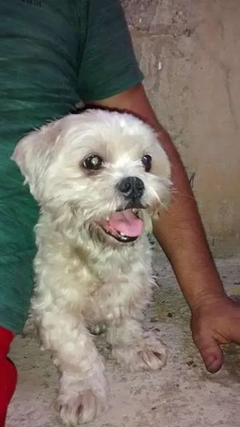 Cachorro ra a Shitzu idade 2 anos nome Cachorro