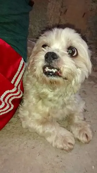 Cachorro ra a Shitzu idade 2 anos nome Cachorro